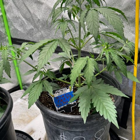 Unknown strain growlog timeline photo