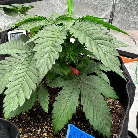 Unknown strain growlog timeline photo