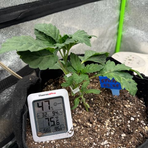 Unknown strain growlog timeline photo