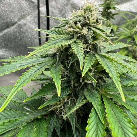 Unknown strain growlog timeline photo