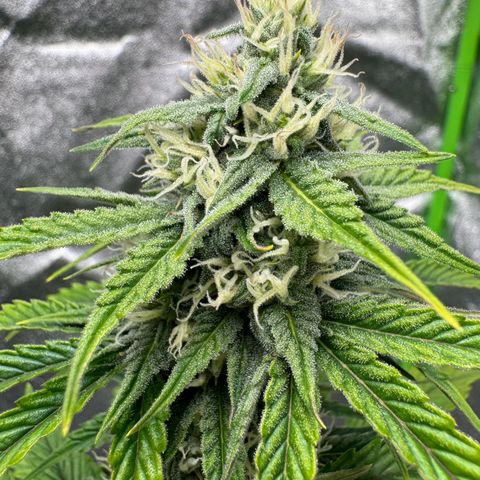 Unknown strain growlog timeline photo