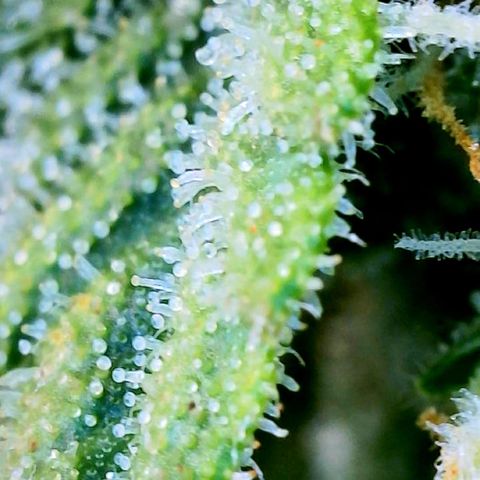 Unknown strain growlog photo: Ginny Trichomes almost there ! 