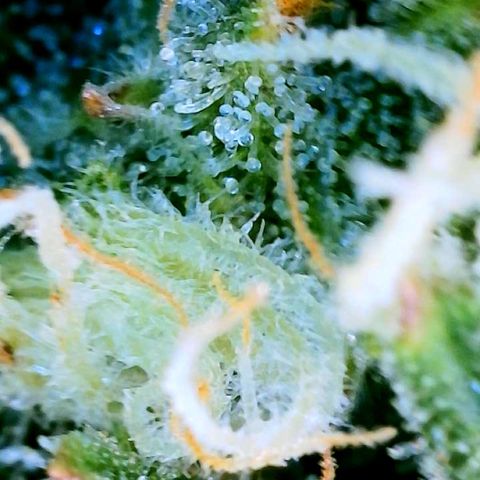 Unknown strain growlog photo: Ginny Trichomes almost there ! 