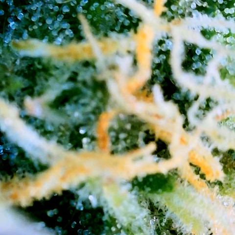 Unknown strain growlog photo: Ginny Trichomes almost there ! 