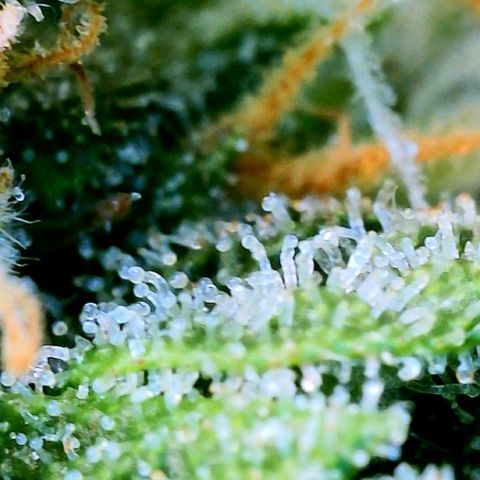 Unknown strain growlog photo: Ginny Trichomes almost there ! 