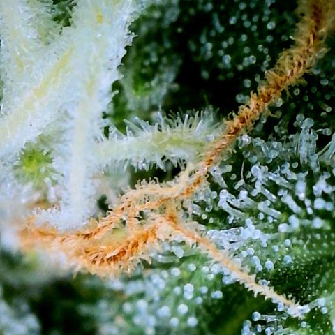 Unknown strain growlog photo: Mango and Ginny see transparent still 