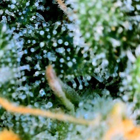 Unknown strain growlog photo: Mango and Ginny see transparent still 