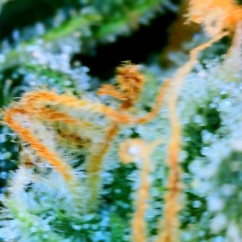 Unknown strain growlog photo: Ginny first 2 mango last 2 