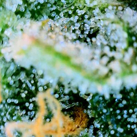 Unknown strain growlog photo: Ginny first 2 mango last 2 