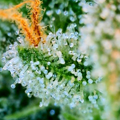 Unknown strain growlog photo: Ginny first 2 mango last 2 