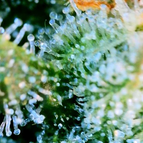 Unknown strain growlog photo: Ginny first 2 mango last 2 