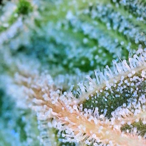 Unknown strain growlog photo: Ginny first 2 mango last 2 