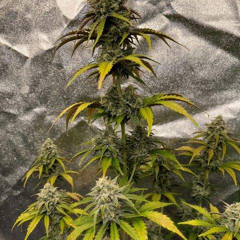 Unknown strain growlog photo: Very close seeing some Amber on both 