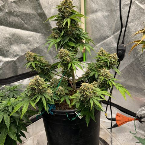 Unknown strain growlog photo: Very close seeing some Amber on both 