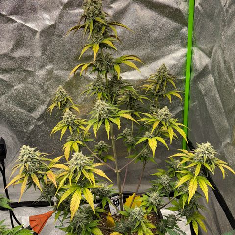 Unknown strain growlog photo: Very close seeing some Amber on both 