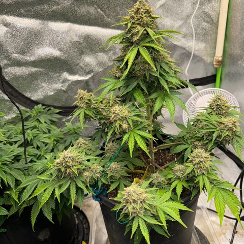 Unknown strain growlog photo: Very close seeing some Amber on both 