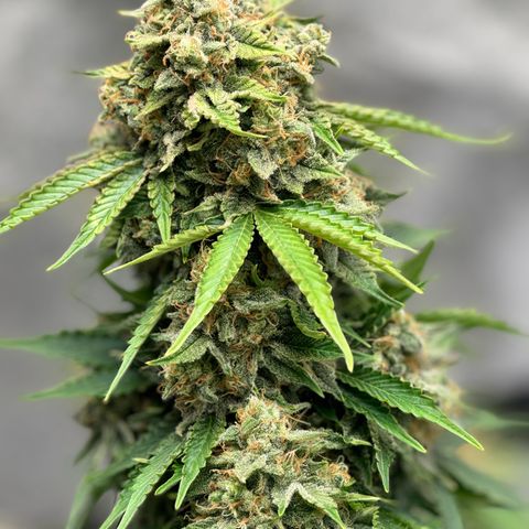 Unknown strain growlog timeline photo