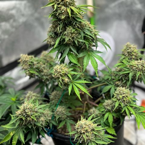 Unknown strain growlog photo: Watching mangos fade ! Genny getting Amber trich , both still shooting out white pistols again at 55 dpi .. slowing on water intake it’s day 2 