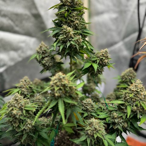 Unknown strain growlog photo: Green plant is Aunt Ginny Elixer & Faded is mango x,  (other 2 phenos waiting to flower )