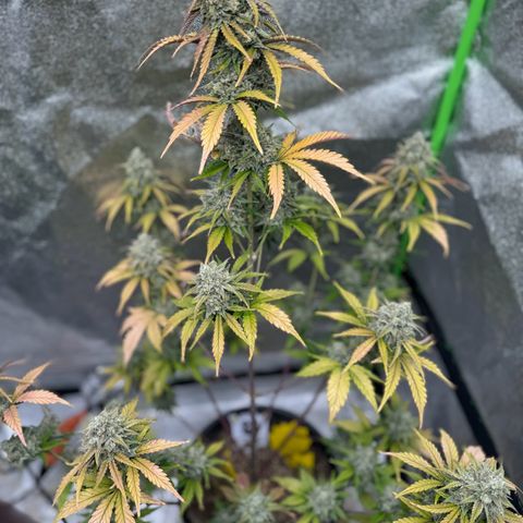 Unknown strain growlog photo: Green plant is Aunt Ginny Elixer & Faded is mango x,  (other 2 phenos waiting to flower )