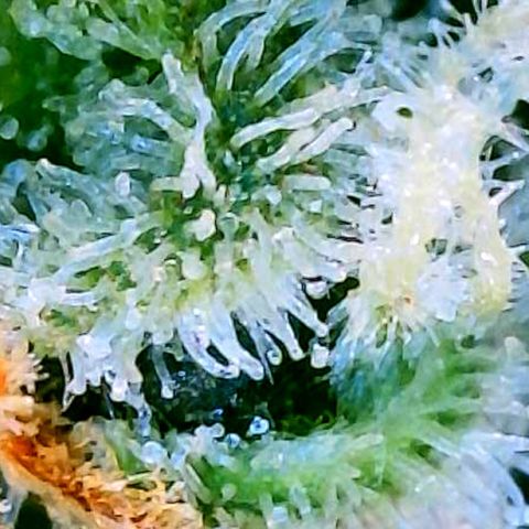 Unknown strain growlog timeline photo