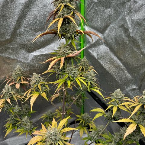 Unknown strain growlog timeline photo