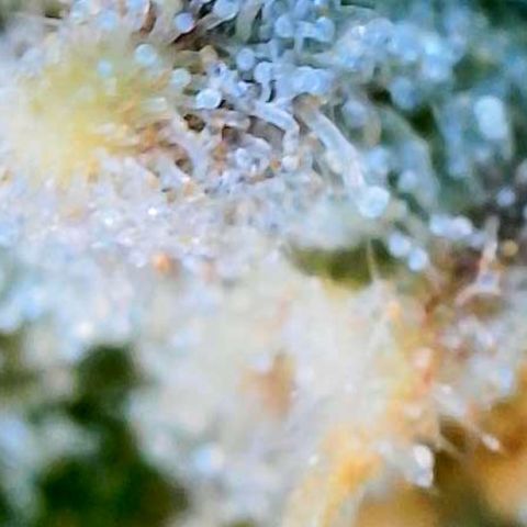 Unknown strain growlog timeline photo