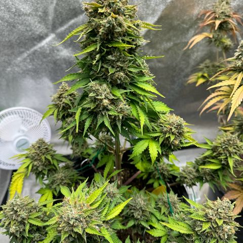 Unknown strain growlog timeline photo
