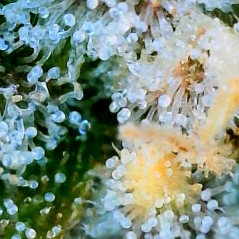 Unknown strain growlog timeline photo