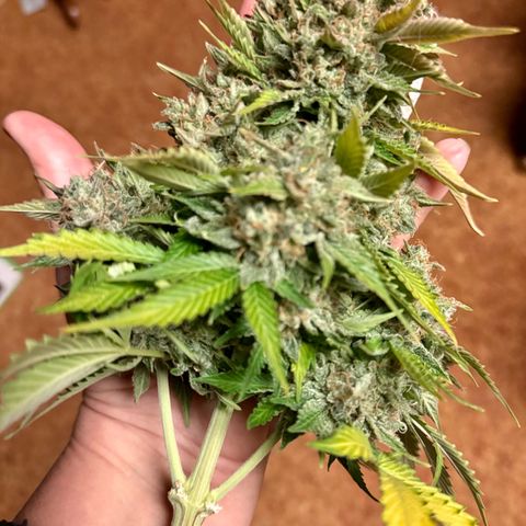 Unknown strain growlog photo: Ginny is fat triangle , mango smile x grape crinkle long colorful 