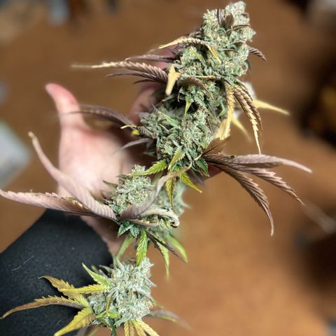Unknown strain growlog photo: Ginny is fat triangle , mango smile x grape crinkle long colorful 