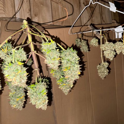 Unknown strain growlog photo: Both Mango smilexGrape Crinkle tagged seperate  and Aunt Ginny Elixer
Untagged and combined Mephisto  harvest  pix 