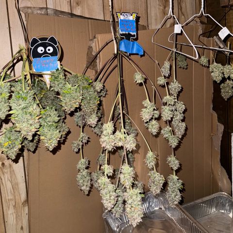 Unknown strain growlog photo: Both Mango smilexGrape Crinkle tagged seperate  and Aunt Ginny Elixer
Untagged and combined Mephisto  harvest  pix 