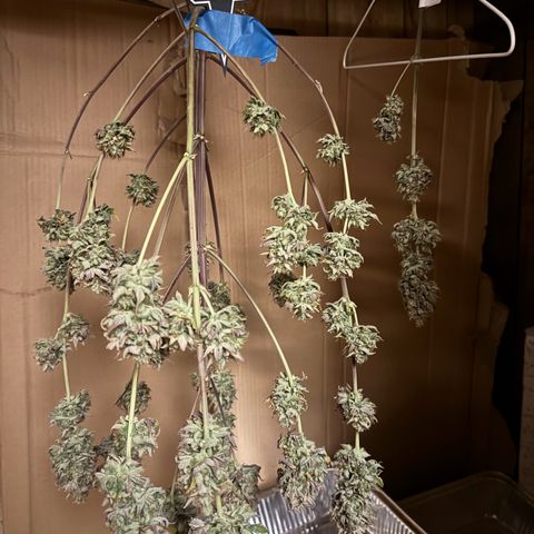 Unknown strain growlog photo: Both Mango smilexGrape Crinkle tagged seperate  and Aunt Ginny Elixer
Untagged and combined Mephisto  harvest  pix 