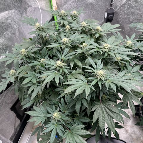 Unknown strain growlog photo: Sticky on right , Grandaddy purple - gdp on left 
Both were mothers with extensive training - stunted flipped two weeks after harvest Mephisto 