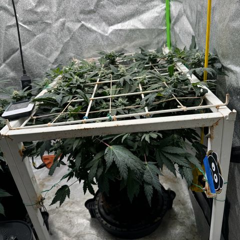 Unknown strain growlog photo: Sticky on right , Grandaddy purple - gdp on left 
Both were mothers with extensive training - stunted flipped two weeks after harvest Mephisto 