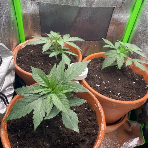 Honey Cream 40x40 growlog timeline photo