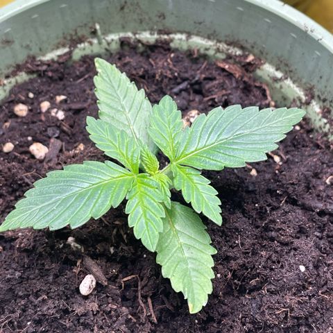 Honey Cream 40x40 growlog timeline photo