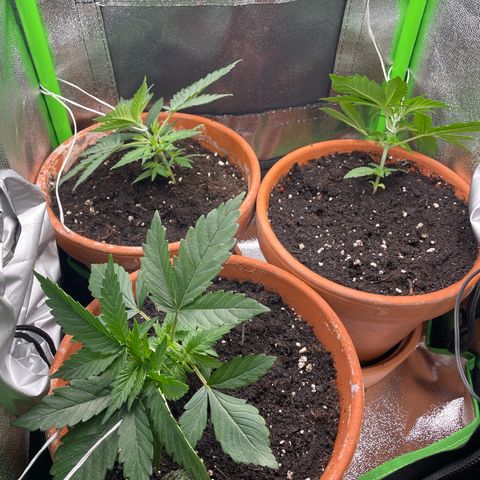 Honey Cream 40x40 growlog timeline photo