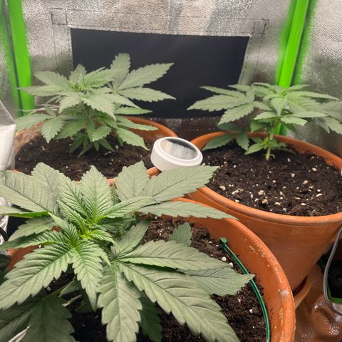 Honey Cream 40x40 growlog photo: Blüte gestartet 