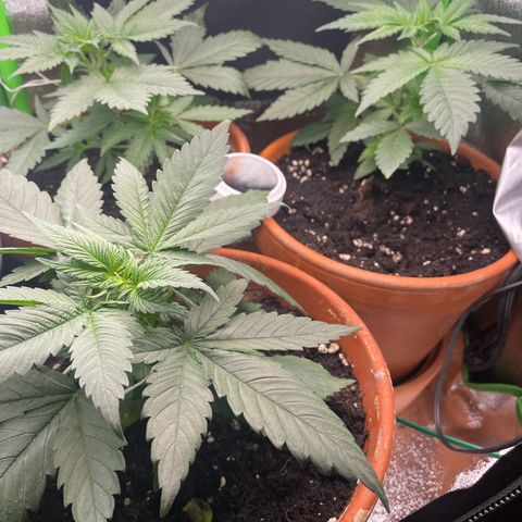 Honey Cream 40x40 growlog timeline photo