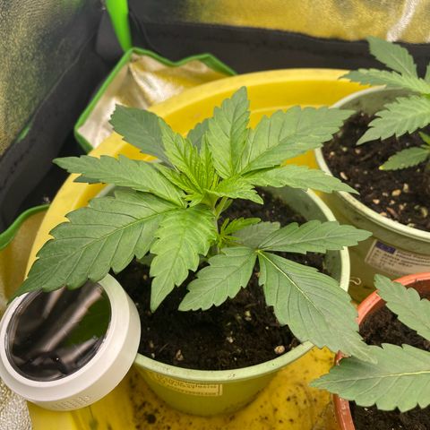 Honey Cream 40x40 growlog timeline photo