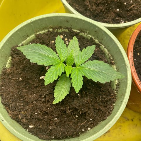 Honey Cream 40x40 growlog timeline photo