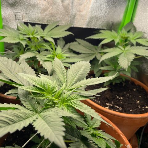 Honey Cream 40x40 growlog timeline photo