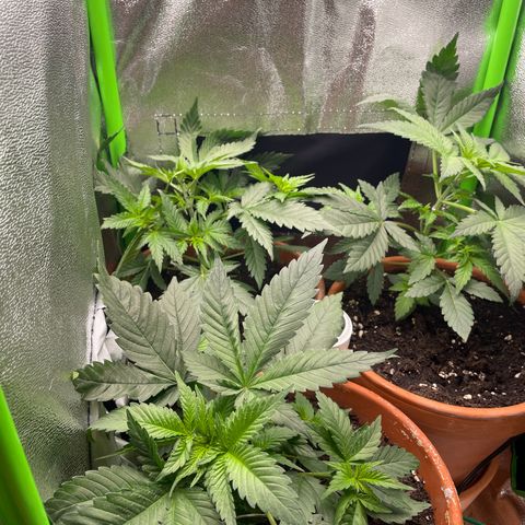 Honey Cream 40x40 growlog timeline photo