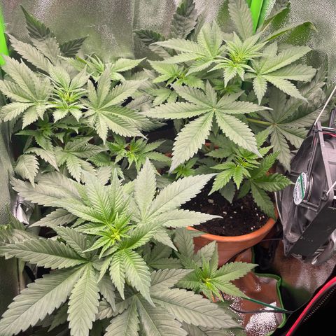 Honey Cream 40x40 growlog timeline photo