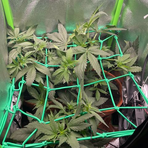 Honey Cream 40x40 growlog timeline photo