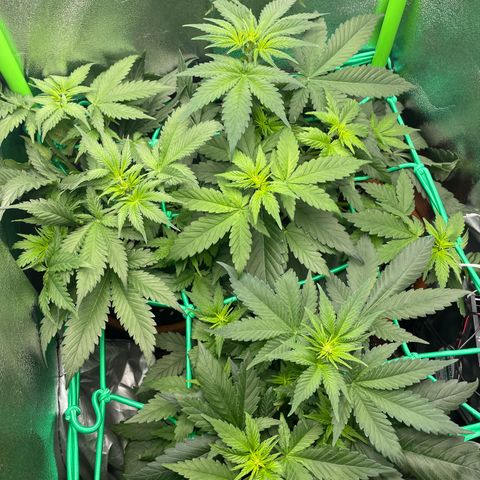 Honey Cream 40x40 growlog timeline photo