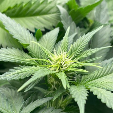 Honey Cream 40x40 growlog timeline photo