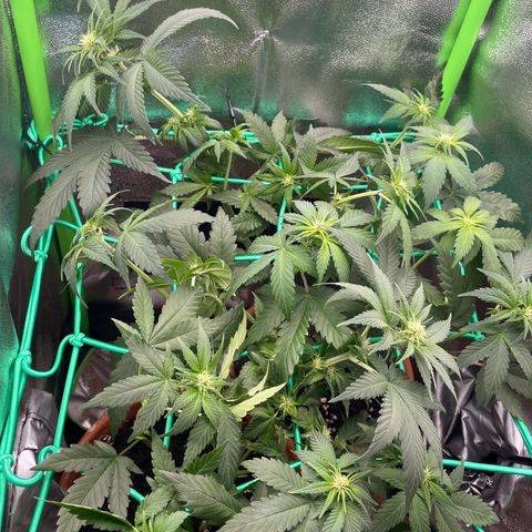 Honey Cream 40x40 growlog timeline photo